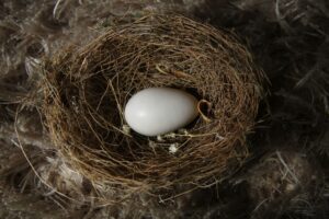 A small white egg sits nestled in a bird’s nest, for “How to Maintain Financial Stability in Your 60s”